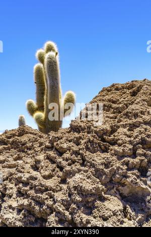 Cactus sull'isola di Incahuasi nel Salar de Uyuni, Bolivia, Sud America Foto Stock