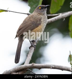 Le rauche bande di Babblers marchiati con la freccia viaggiano in famiglie estese in cerca di cibo. Sono tossici di foglie, il che significa che sono fossili nella lettiera Foto Stock