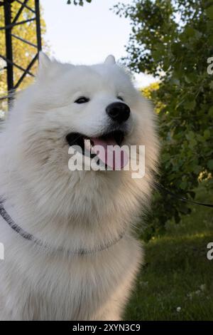 Ritratto di un cane Samoiedo felice e sorridente con guinzaglio e imbracatura durante una passeggiata Foto Stock