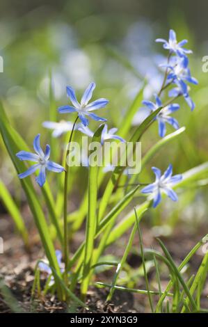 Chionodoxa, nota come Giacinti stellari o lucentezza della neve all'inizio della primavera. Primo piano con bokeh eccellente e molto spazio per il testo. Chionodoxa (Gloria del Foto Stock