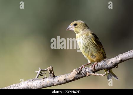 Primo piano di un verdaino europeo Foto Stock