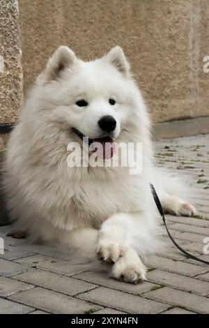 Cane Samoiedo educato con zampe incrociate sdraiato su un marciapiede grigio davanti a un edificio residenziale in pannelli di cemento, vita urbana del cane, formato ritratto Foto Stock