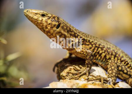 Sargantana, Podarcis lilfordi giglioli. Parco naturale sa Dragonera. Isola di Dragonera. Montagne Tramuntana. Maiorca. Isole Baleari. Spagna Foto Stock