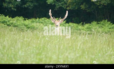 Estate nel Regno Unito, Lone Stag in Grass Field Foto Stock