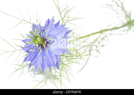 L'amore-in-un-MIST (Nigella damascena) Foto Stock