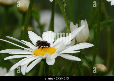 Estate Regno Unito, Bumblebee su Aster Flower Foto Stock