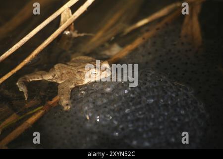 Rana d'erba sui grumi riproduttivi Foto Stock