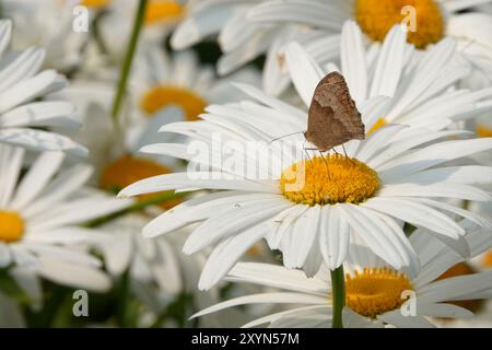 Summer UK, Meadow Brown Butterfly su Aster Foto Stock