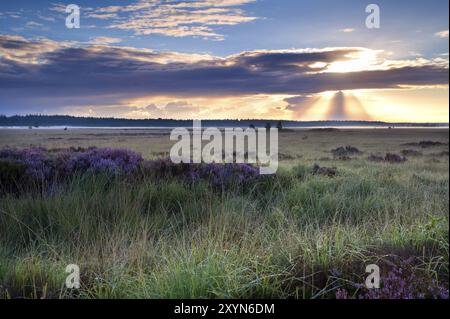 Tramonti mattutini sulla palude con fiori di erica, Fochteloerveen, Drenthe, Paesi Bassi Foto Stock