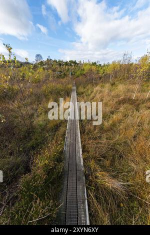 Passerella stretta attraverso una palude in autunno Foto Stock