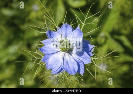 Fiore azzurro del cumino nero su sfondo verde sfocato Foto Stock