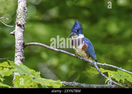 L'uccello cintura kingfisher (Megaceryle alcyon) Migration nativo del Nord America. Il kingfisher è spesso visto appollaiato su alberi, pali o altre conve Foto Stock