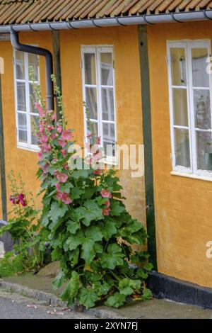 Una casa gialla con finestre bianche e fiori rosa davanti alla facciata, svaneke, bornholm, Mar baltico, danimarca, scandinavia Foto Stock