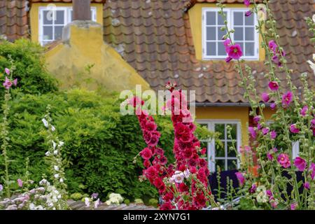 Fiori in varie tonalità di rosa e bianco di fronte ad una casa gialla con tetto piastrellato, circondata da vegetazione verde, svaneke, bornholm, Mar baltico, Foto Stock