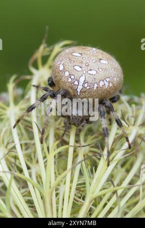 Un comune ragno incrociato siede su un chervelo prato Foto Stock
