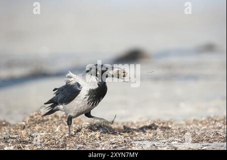 Un corvo con cappuccio con cozze sabbiose nel becco Foto Stock