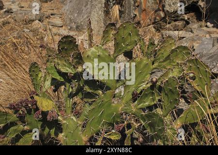 Dettaglio di un cactus molto spinoso che cresce nel Parco Nazionale di Langtang, Nepal, Asia Foto Stock