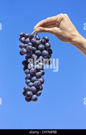 Mano che tiene appeso grappolo di uva blu in cielo Foto Stock