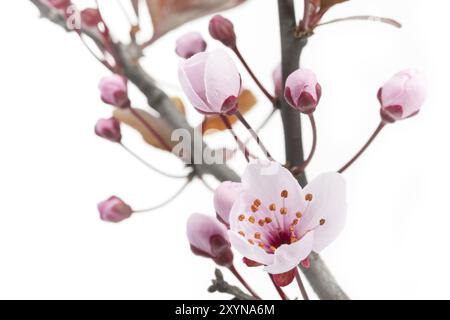 Fiore della prugna a foglia viola (Prunus cerasifera nigra) Foto Stock