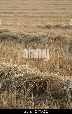 Campo stoppia con paglia dopo il raccolto Foto Stock