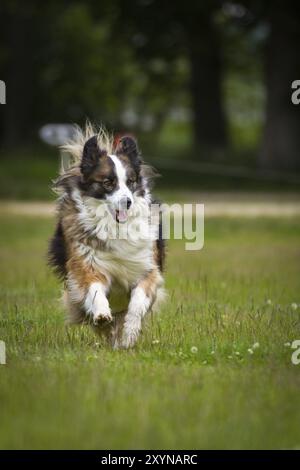 Un bellissimo cane tricolore con un mantello molto lungo corre su un prato verde Foto Stock