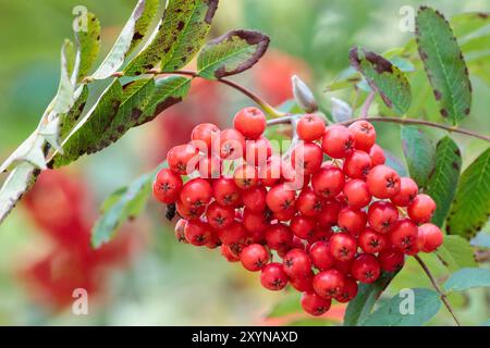Frutti di bosco di Rowan Sorbus aucuparia, anche noto come cenere di montagna frutti di arancia rossa di fine estate il cibo per uccelli invernali cresce in grandi grappoli e foglie strette seghettate Foto Stock
