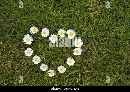 Prato con un cuore di margherite Foto Stock