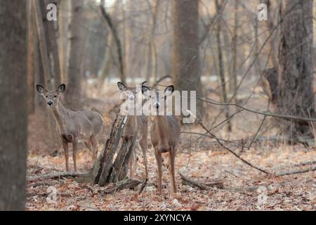 Il cervo dalla coda bianca (Odocoileus virginianus), noto anche come il whitetail o il cervo della Virginia Foto Stock