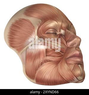 Anatomia dei muscoli del viso umano Foto Stock