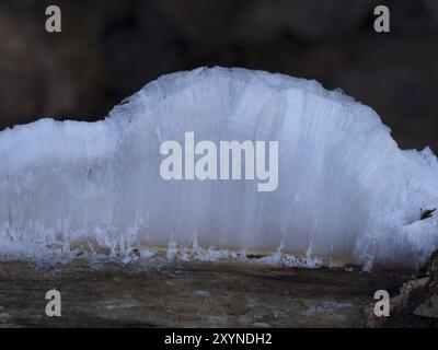 Il raro fenomeno naturale del ghiaccio dei capelli si forma sul legno marcio quando un certo fungo della muffa è presente nel legno Foto Stock