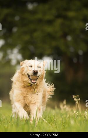 Golden retriever che gioca con una palla da tennis nei campi della fattoria vicino a casa sua, correndo attraverso l'erba corta Foto Stock