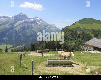 Mucca e Oldenhorn in estate Foto Stock