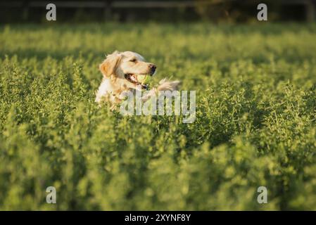 Golden Retriever nel foraggio delle fattorie, recuperando la palla da tennis che è stata lanciata in quel modo Foto Stock