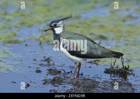 Lapwing settentrionale (Vanellus vanellus), foraggio in prati umidi, Ochsenmoor sul lago Duemmer, bassa Sassonia, Germania, Europa Foto Stock