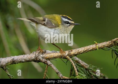 Goldcrest, Regulus ignicapillus, Lude, Mountain area, Lude, Stiria, Slovenia, Europa Foto Stock