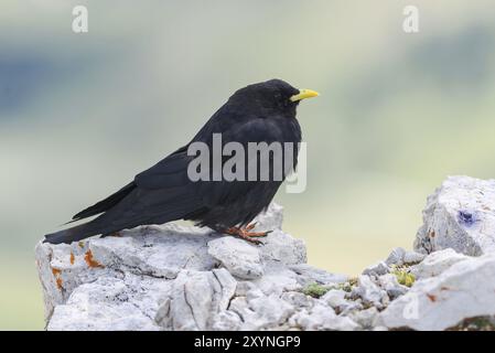 Nero giallo-fatturati gracchio corallino nelle Dolomiti Foto Stock