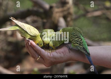 Dai da mangiare ai tuoi amici Foto Stock