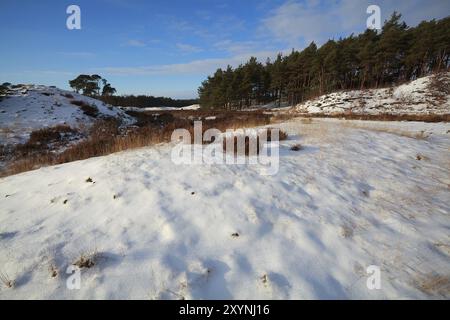 Dune e prato innevato nella foresta di conifere, Gheldria, Paesi Bassi Foto Stock