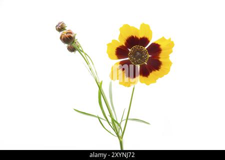 Occhio della bambina (Coreopsis lanceolata), autoportante Foto Stock