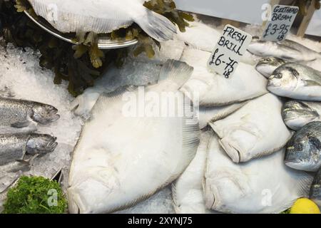 Brill fresco su ghiaccio Foto Stock