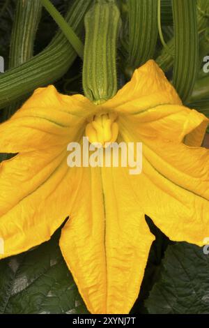 Fiore di zucchine, primo piano Foto Stock