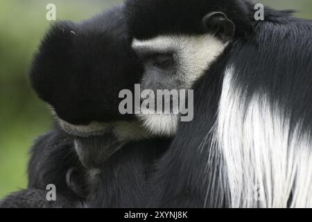 Famiglia Guereza Foto Stock