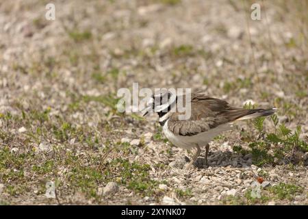 Il killdeer (Charadrius vociferus), in tempo molto caldo, la femmina non si siede, ma si trova sopra le uova e crea un'ombra per loro Foto Stock