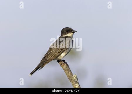 Kingbird orientale (Tyrannus tyrannus) seduto su un ramo di una boccola Foto Stock