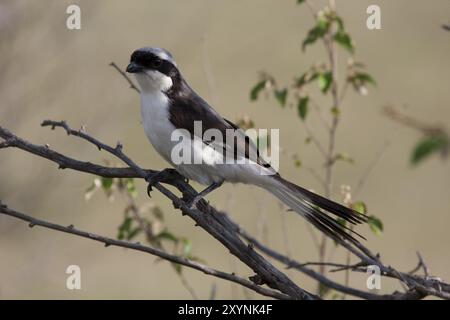 shrike fiscale sostenuto dai grigi, lanius excubitoroides, shrike fiscale sostenuto dai grigi nel Bush Foto Stock