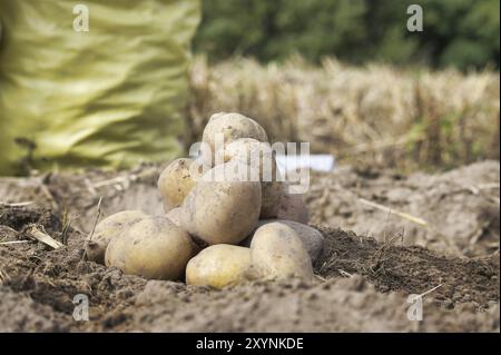 Cumulo di patate appena scavate o raccolte in una vista a basso angolo su terra bruna ricca in un concetto di coltivazione di cibo Foto Stock