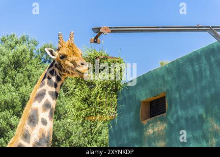 Mangiare giraffa, Safari Park, Maiorca Foto Stock