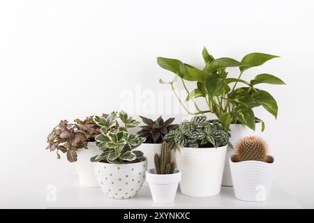 Houseplants peperomia fittonia golden pothos cactus in bianco moderno vasi per fiori Foto Stock