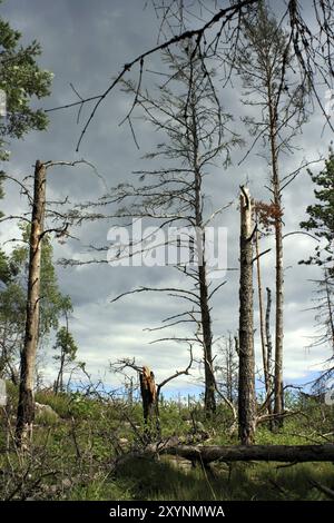 Gli alberi morti in una foresta Foto Stock