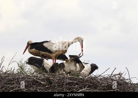 Cicogna bianca con giovani uccelli nel nido, che si nutrono Foto Stock